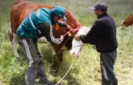 Senasa refuerza vacunaci�n de ganado contra el �ntrax y realiza acciones sanitarias en Ica