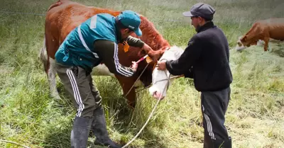 Senasa refuerza vacunaci�n de ganado contra el �ntrax en Ica