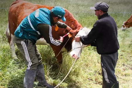 Senasa refuerza vacunaci�n de ganado contra el �ntrax en Ica