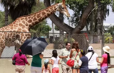 Parque de las Leyendas lanza 50% de descuento en entradas