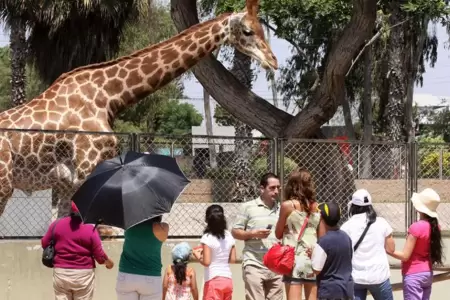 Parque de las Leyendas lanza 50% de descuento en entradas