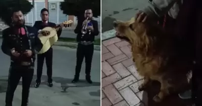 Perrita recibe su �ltima serenata