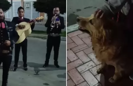 Perrita recibe su �ltima serenata