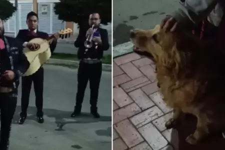 Perrita recibe su �ltima serenata