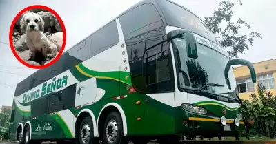 El perrito fue abandonado a su tr�gica suerte.