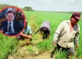 Productores de arroz eval�an paro nacional por crisis: Dan plazo de 15 d�as para reunirse con el presidente