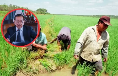 Productores de Arroz eval�an paro y piden reuni�n con presidente Balc�zar