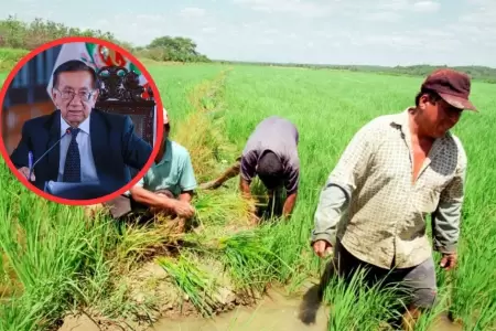 Productores de Arroz eval�an paro y piden reuni�n con presidente Balc�zar