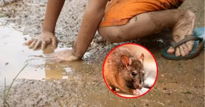 Leptospirosis cobra tres vidas en Piura: Diresa refuerza vigilancia ante elevado