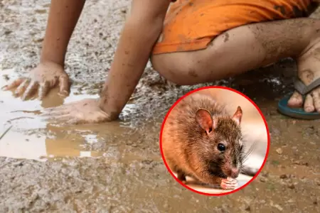 Leptospirosis cobra tres vidas en Piura: Diresa refuerza vigilancia ante elevado