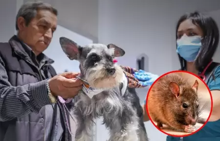 C�mo prevenir la Leptospirosis