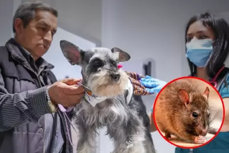 C�mo prevenir la Leptospirosis