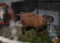 Detienen a 8 personas por BRUTAL ATAQUE contra un capibara: Casi muere por las heridas