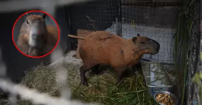 Ocho detenidos por golpear a un capibara en R�o de Janeiro