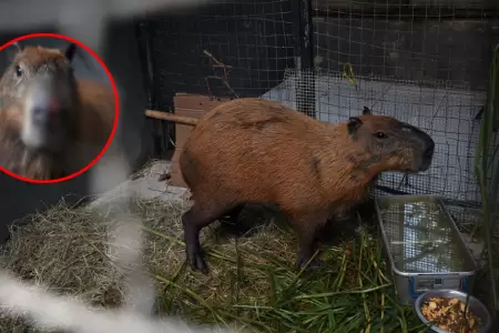 Ocho detenidos por golpear a un capibara en R�o de Janeiro