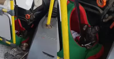 Chofer se vuelve viral por llevar a su perrito mientras trabaja