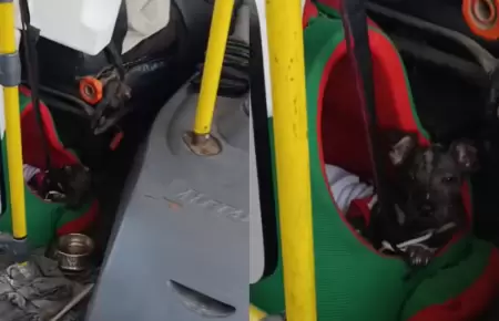 Chofer se vuelve viral por llevar a su perrito mientras trabaja