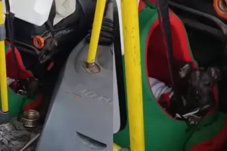 Chofer se vuelve viral por llevar a su perrito mientras trabaja