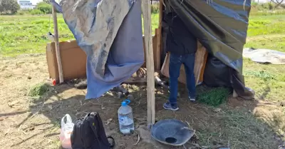 Yegua en estado cr�tico por maltrato animal