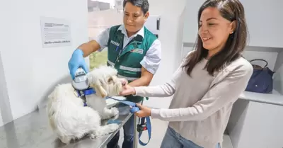 viajar con mascotas en semana santa