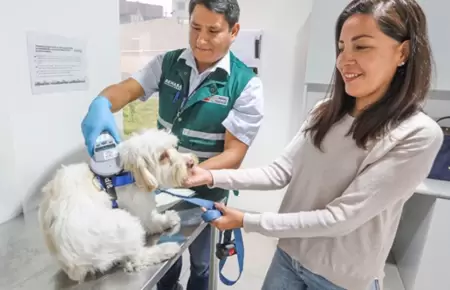 viajar con mascotas en semana santa