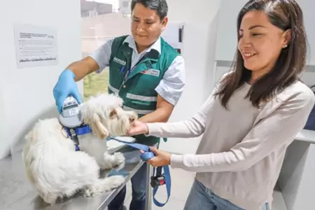viajar con mascotas en semana santa