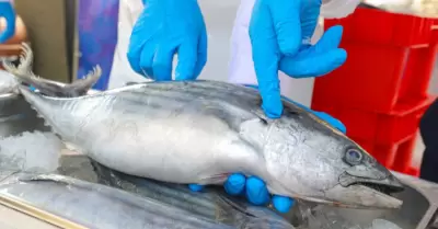 Estas son 6 claves para reconocer un pescado en buen estado para Semana Santa