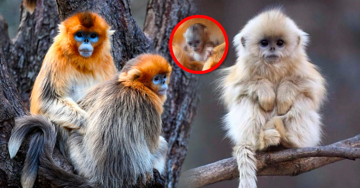 Zoológico celebra el nacimiento de una cría de mono dorado, especie en peligro de extinción