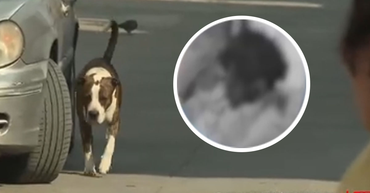 Tragedia en VES: Hombre queda desfigurado tras salvaje ataque de un pitbull en pleno viernes santo