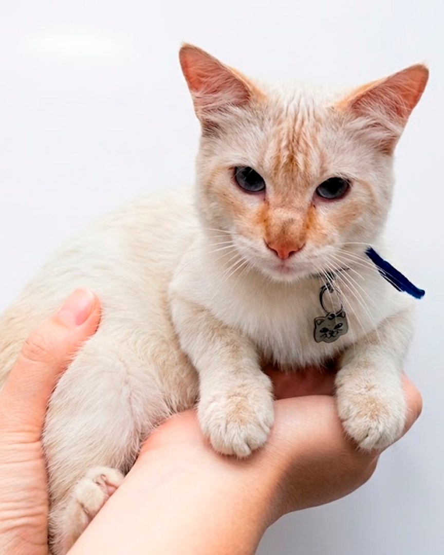 Los gatos son considerados parte de la familia.