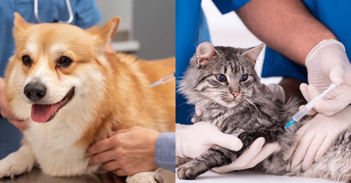 Municipalidad de Surco ofrece atención veterinaria accesible este viernes 17 de abril