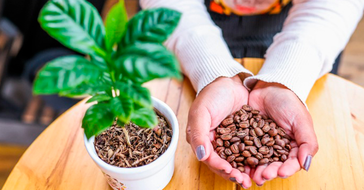 Congreso: Presentan proyecto de ley que reconoce el Día Nacional del Café Peruano cada cuarto viernes de agosto
