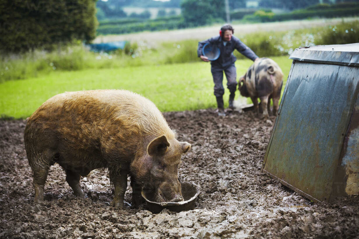 ¡Auge del cerdo en Perú! Consumo se triplica y llega a 11 kilos al año por habitante