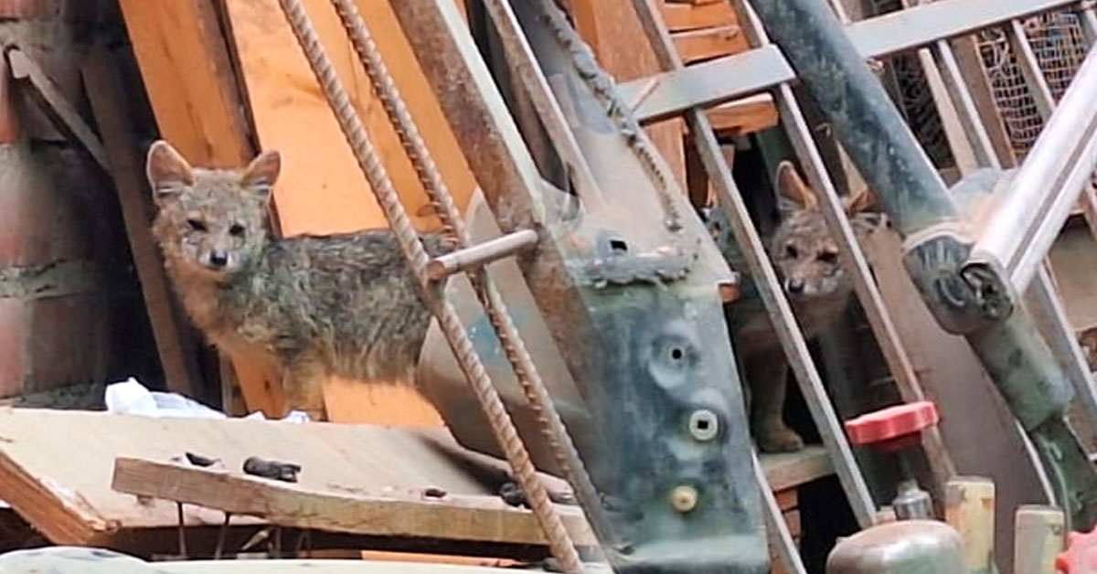 Zorrito 'Tin Tin' aparece en car wash de San Martín de Porres: Piden trasladarlo a un lugar más seguro