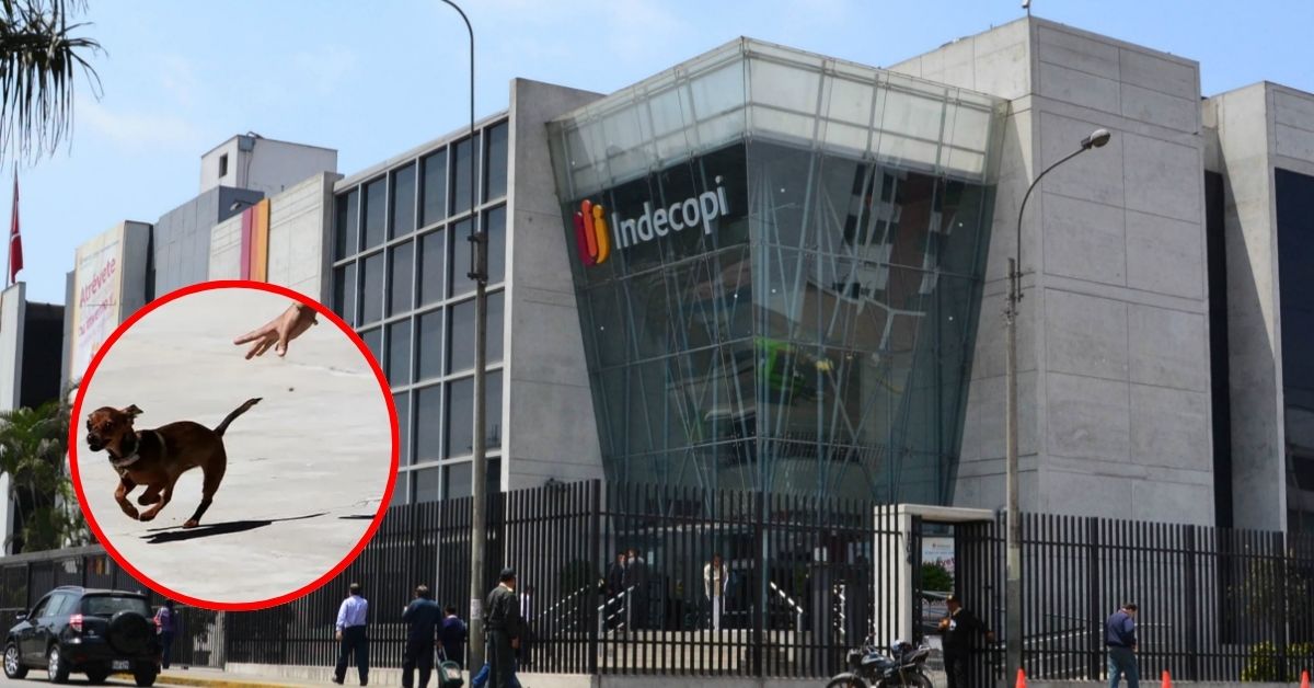 Indecopi sanciona a hospedaje para mascotas por EXTRAVIAR a perro bajo su cuidado