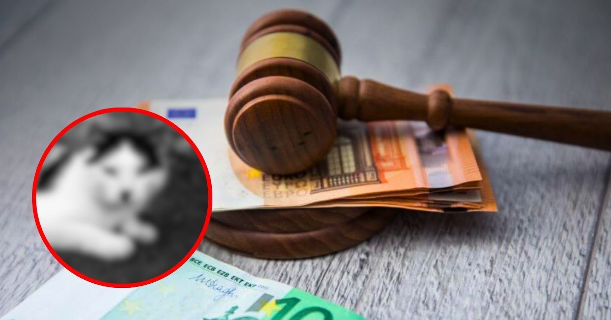 Publicación en Telegram terminó en SANCIÓN ECONÓMICA: multan a un hombre por subir foto de su gato y compararlo con Hitler