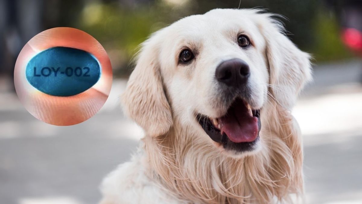 La firma se�ala, que tienen la m�xima confianza posible en que est�n bien encaminados para lanzar el primer f�rmaco para la longevidad