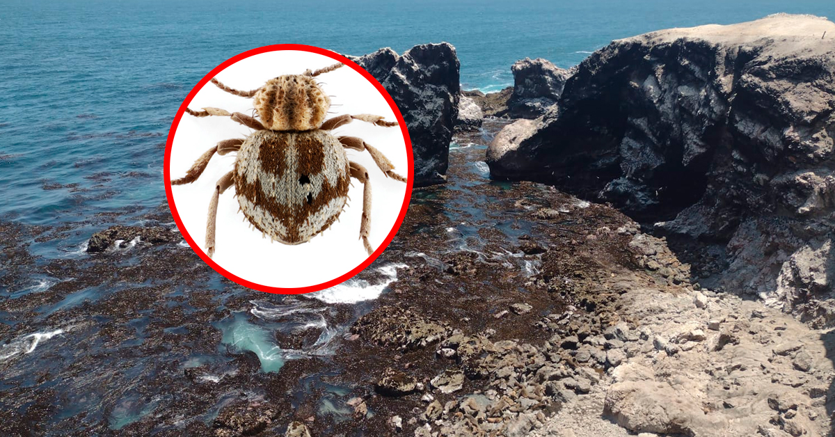 Ica: Científicos descubren nueva especie de 'escarabajo araña' en la Reserva Nacional San Fernando