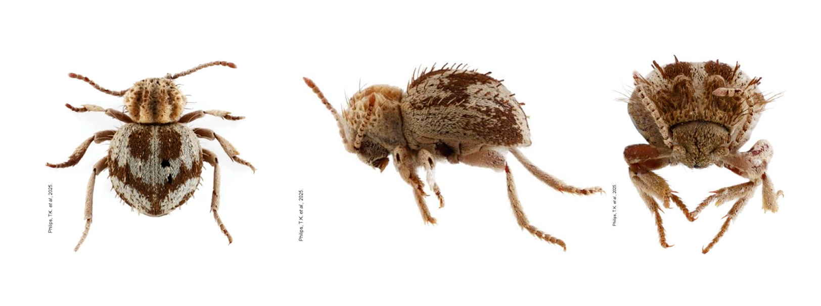 Trigonogenius jocelynae, nueva especie hallada en Ica.