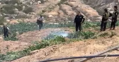PNP destruye 120 mil plantones de marihuana sembradas