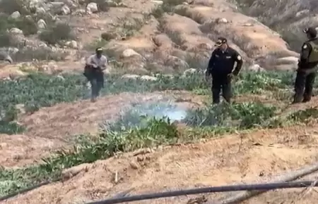 PNP destruye 120 mil plantones de marihuana sembradas