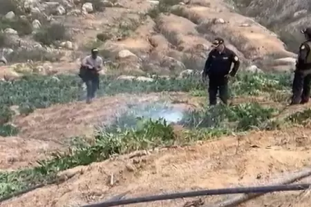 PNP destruye 120 mil plantones de marihuana sembradas