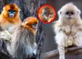 Zool�gico celebra el nacimiento de una cr�a de mono dorado, especie en peligro de extinci�n