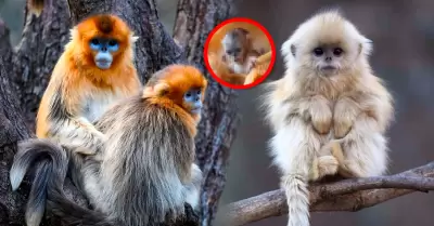 La cr�a reci�n nacida se halla bajo el cuidado de su madre y marca hito en la co