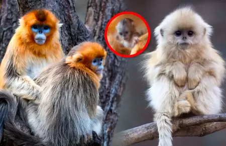 La cr�a reci�n nacida se halla bajo el cuidado de su madre y marca hito en la co