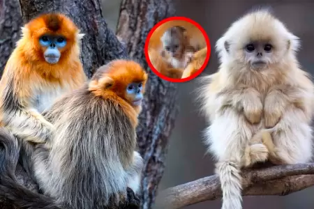 La cr�a reci�n nacida se halla bajo el cuidado de su madre y marca hito en la co