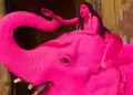 Elefante muere tras ser pintado de rosa para pol�mica sesi�n de fotos