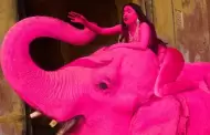 Elefante muere tras ser pintado de rosa para pol�mica sesi�n de fotos