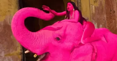 Elefante muere tras ser pintado de rosa