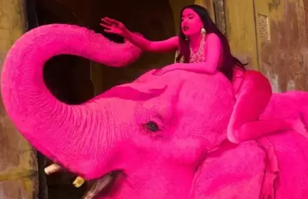 Elefante muere tras ser pintado de rosa